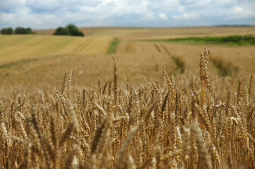 Rural landscape - wheat field. Field of gold wheat in summer sun, white clouds in blue sky.