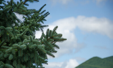 a beautiful fir tree in good weather with a green peak in the background selective focus