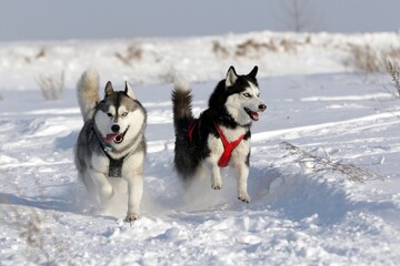 Two huskies running on a background of white snow