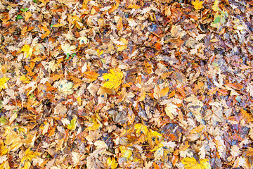 Winter Leaves 