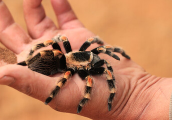 Giant spider Brachypelma hamorii-Mexican Red Knee – on a human hand