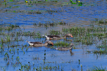 Graugans Familie im Sommer in der Oberlausitz	