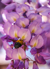 A bumblebee pollinating purple flowers of a Jacaranda tree