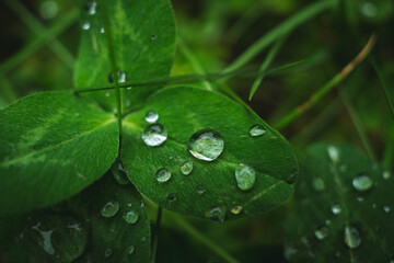 Close-up of raindrops on a leaf