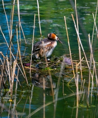 Great crested grebe (Podiceps cristatus)