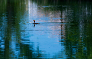 Great crested grebe (Podiceps cristatus)
