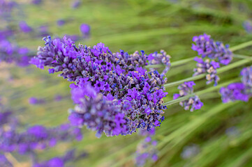 Rametti di lavanda