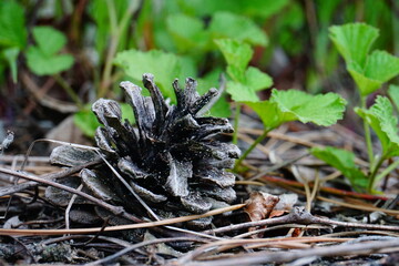 mushrooms in the forest