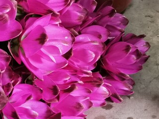 Obraz premium close up of pink rose petals