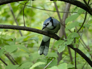Bluejay on branch