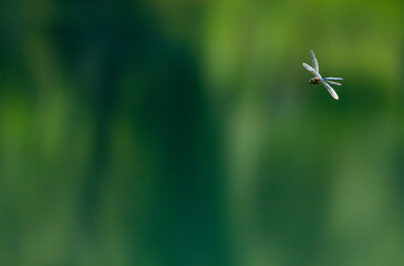 Dragonfly, Insectos, Arthropodos, Fauna