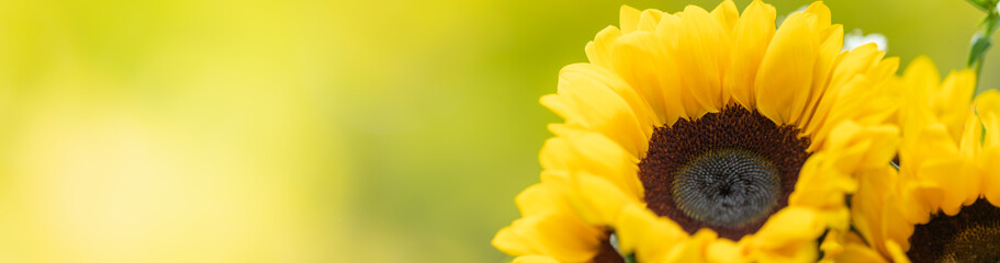 Obraz premium Nature of sun flower in garden using as cover page background natural flora wallpaper or template brochure landing page design