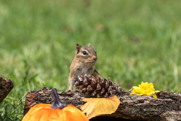 Eastern Chipmunk, Tamias striatus, posed with rustic fall decor leaves pumpkins acorns for Autumn