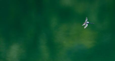 Dragonfly, Insectos, Arthropodos, Fauna