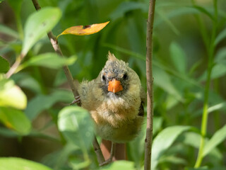 Young female cardinal
