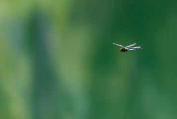 Dragonfly, Insectos, Arthropodos, Fauna