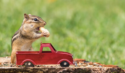 Chipmunk stuffs checks with peanuts out of red truck for fall season