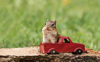Chipmunk stuffs checks with peanuts out of red truck for fall season