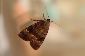 Obraz premium Insekt