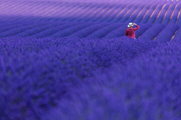 Lavender (lavandin) fields, Valensole Plateau, Alpes Haute Provence, France, Europe
