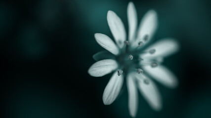 beautiful white flower on blurred natural background