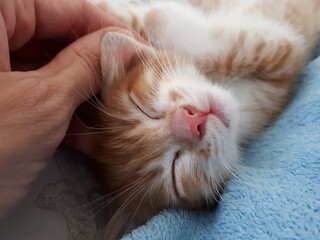 little kitten sleeping