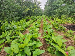 green field of corn