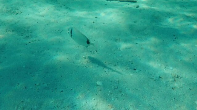  Sargo or white seabream (Diplodus sargus) undersea, Aegean Sea, Greece, Halkidiki