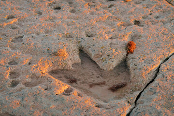 Fossilised dinosaur footprint at Reddell Beach in Broome, Western Australia, Australia.