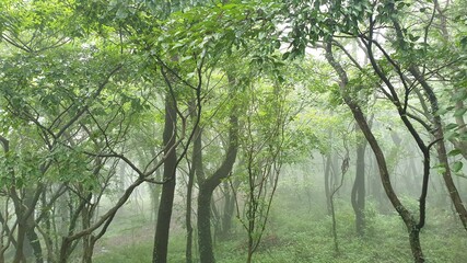 forest in a misty day