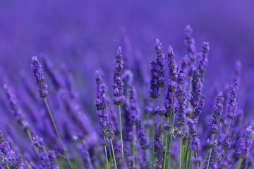Lavender (lavandin) fields, Valensole Plateau, Alpes Haute Provence, France, Europe