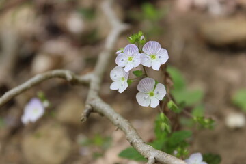 spring flowers in the garden