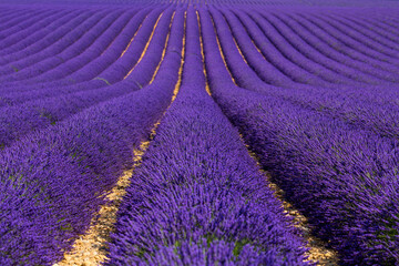 Fototapeta na wymiar Lavender (lavandin) fields, Valensole Plateau, Alpes Haute Provence, France, Europe