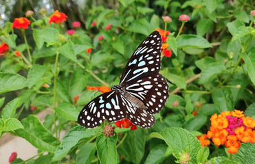 butterfly on flower