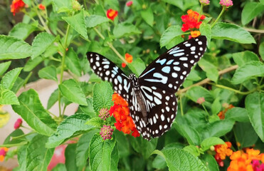 butterfly on flower