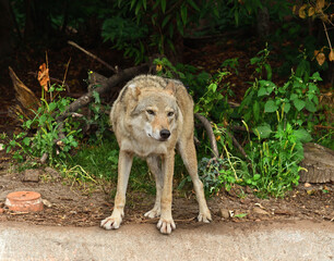 Portrait of one-eared wolf (Canis lupus) in forest