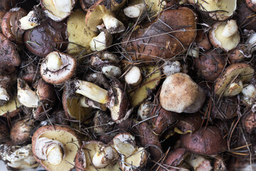 Background with full basket of fresh wild mushrooms.
