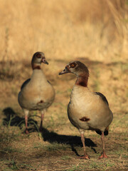 Pair of Egyptian geese