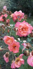 pink roses in garden