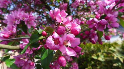 Obraz premium Zierapfel Blüte