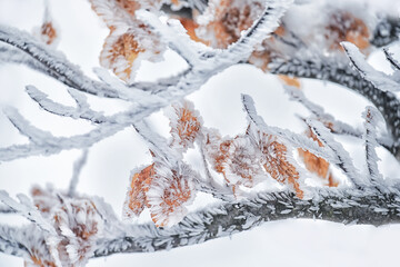 Branches with yellow leaves covered with frost needles. Natural winter look. Frosty patterns of...