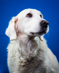 portrait of golden retriever