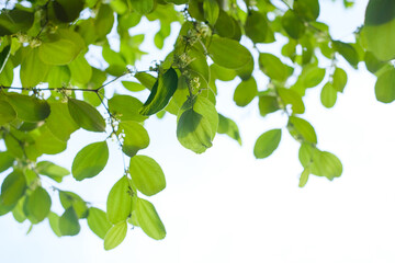green leaves isolated on white background