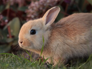 little brown bunny in a garden