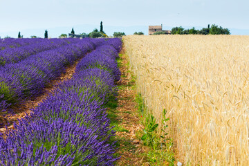 Naklejka na ściany i meble Lavender (lavandin) fields, Valensole Plateau, Alpes Haute Provence, France, Europe