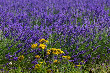 Lavender (lavandin) fields, Valensole Plateau, Alpes Haute Provence, France, Europe
