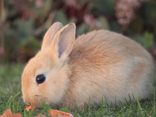 rabbit in the grass