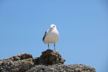 Seagulls of Elafonisi beach on Crete