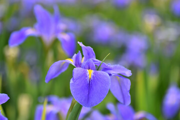 藤沢遊行寺の菖蒲