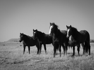 herd of horses in black and white